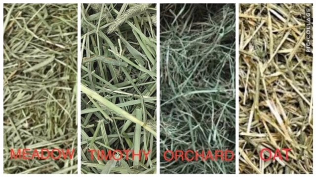 The Importance Of Hay For Healthy Chinchillas