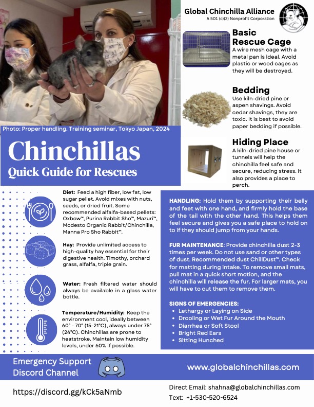 Rescue Org Chinchillas