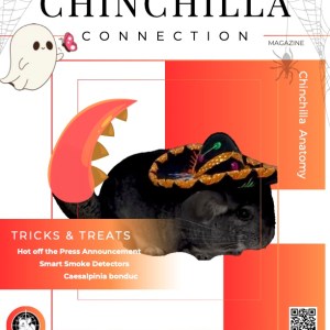 Chinchilla Connection Magazine - 2024 Issue 4: Chinchilla Anatomy