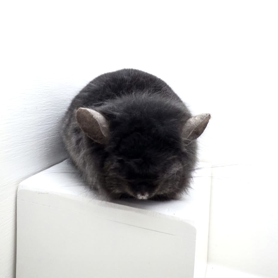 CCCU P107 Dark Ebony Angora RPA Male Location: USA