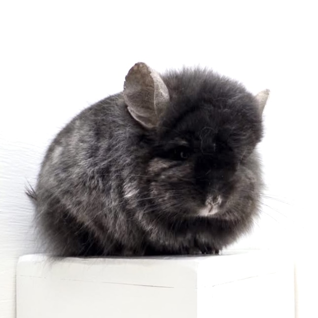 CCCU P107 Dark Ebony Angora RPA Male Location: USA - Image 4