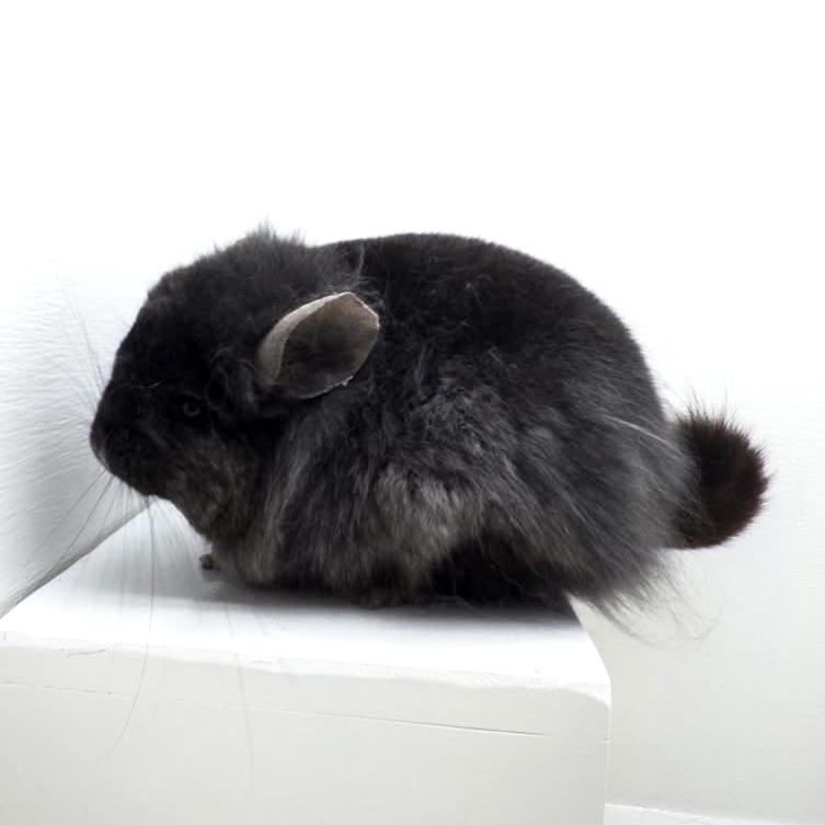 CCCU P107 Dark Ebony Angora RPA Male Location: USA - Image 3