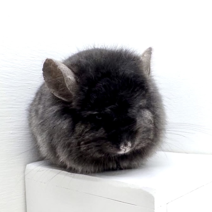 CCCU P107 Dark Ebony Angora RPA Male Location: USA - Image 2